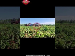 Processus de production de la pâte de tomates à tambour du Xinjiang: de la récolte à la mise en conserve